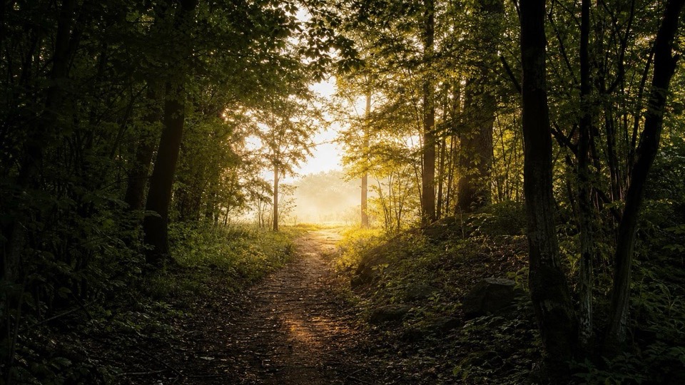 A woodland path leading out of shadow into bright morning light between the trees